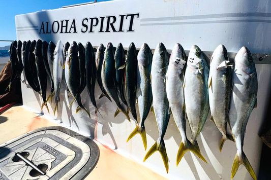 Channel Islands Fishing Report: Yellowtail Bite Heats Up!
