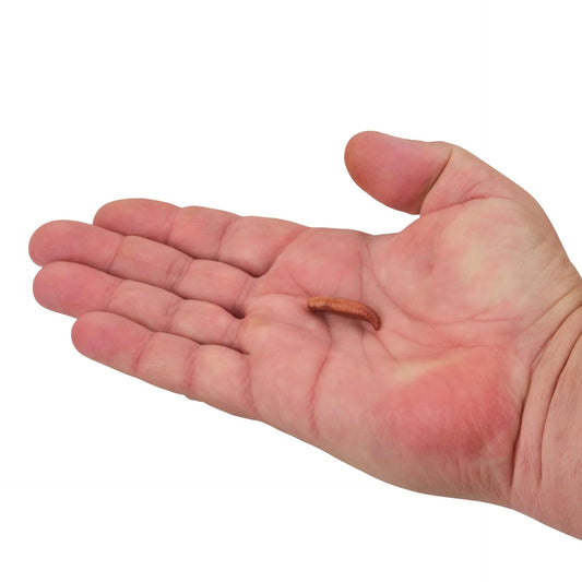 Gulp! Floating Pinched Crawler