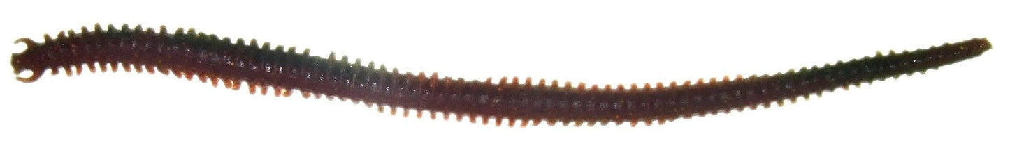 Berkely Gulp! Sandworms
